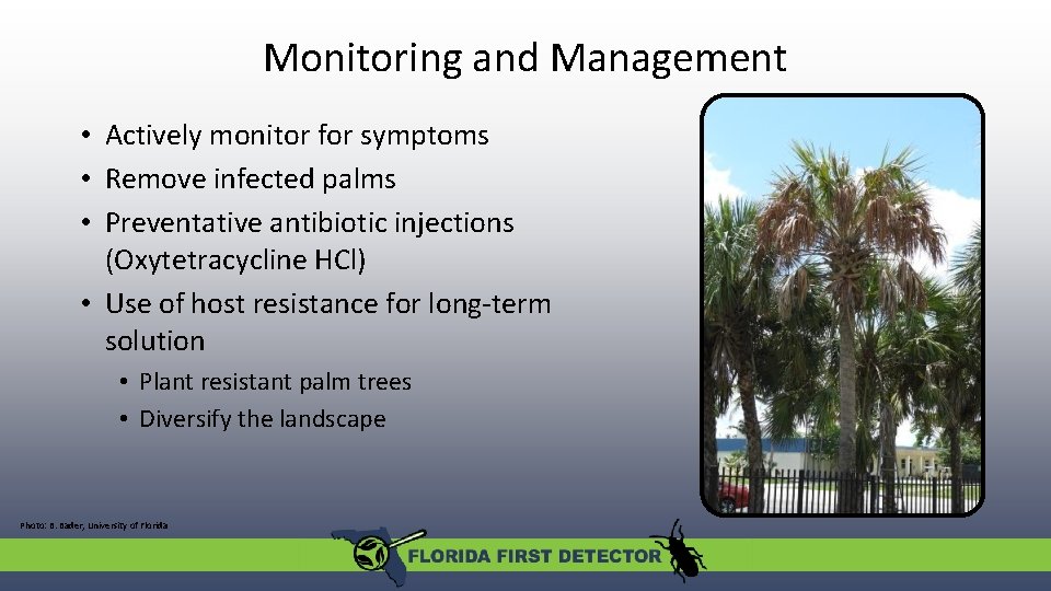 Monitoring and Management • Actively monitor for symptoms • Remove infected palms • Preventative