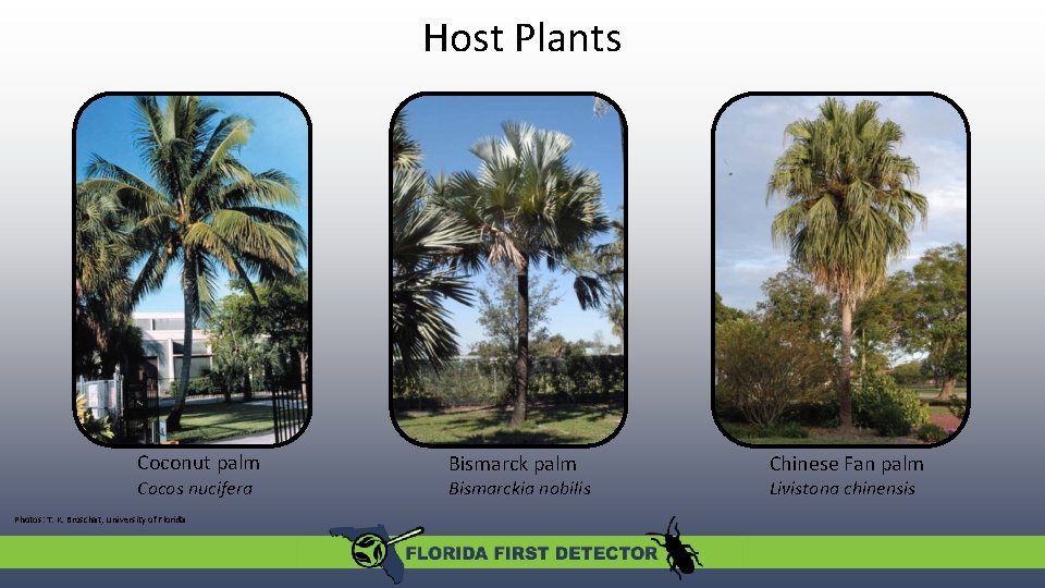 Host Plants Coconut palm Cocos nucifera Photos: T. K. Broschat, University of Florida Bismarck