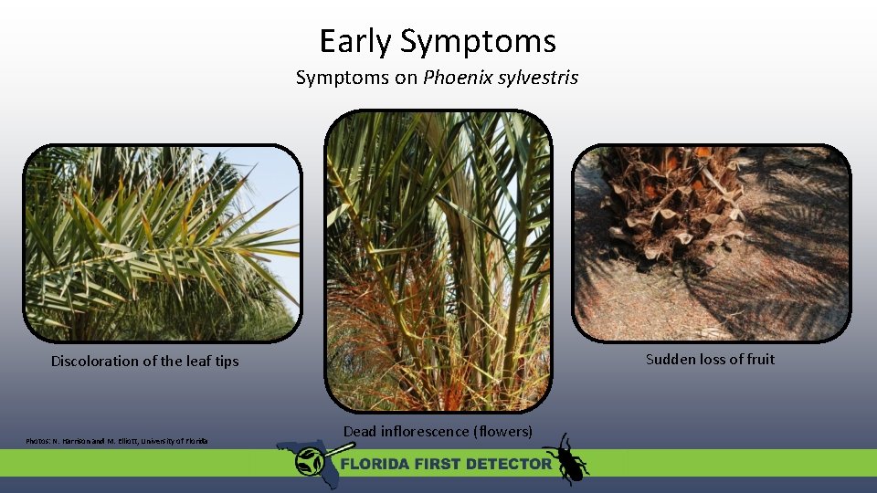 Early Symptoms on Phoenix sylvestris Sudden loss of fruit Discoloration of the leaf tips