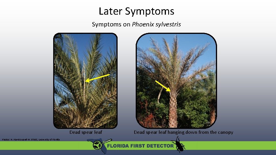 Later Symptoms on Phoenix sylvestris Dead spear leaf Photos: N. Harrison and M. Elliott,