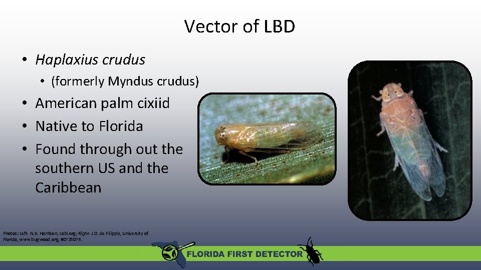 Vector of LBD • Haplaxius crudus • (formerly Myndus crudus) • American palm cixiid