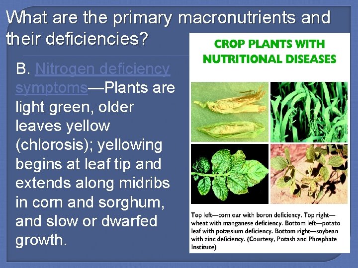 What are the primary macronutrients and their deficiencies? B. Nitrogen deficiency symptoms—Plants are light