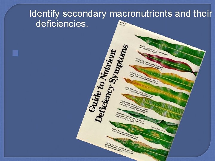 Identify secondary macronutrients and their deficiencies. 
