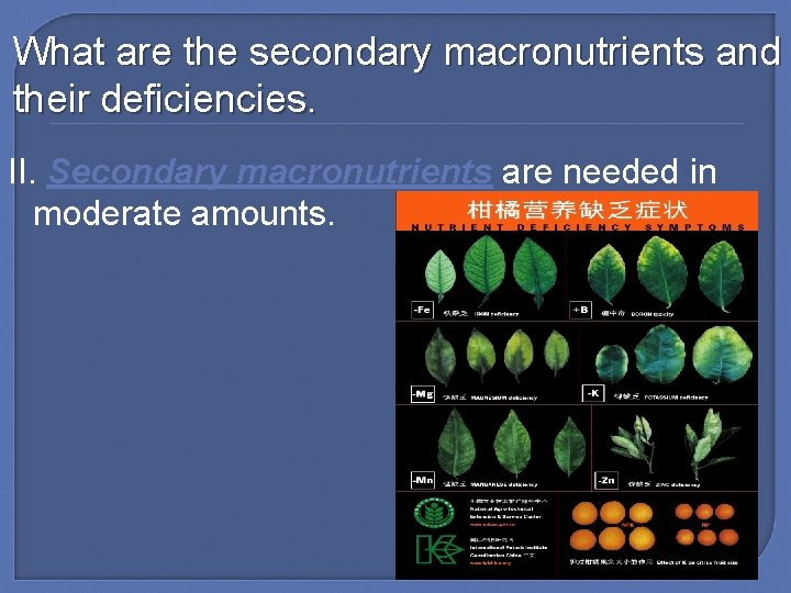 What are the secondary macronutrients and their deficiencies. II. Secondary macronutrients are needed in