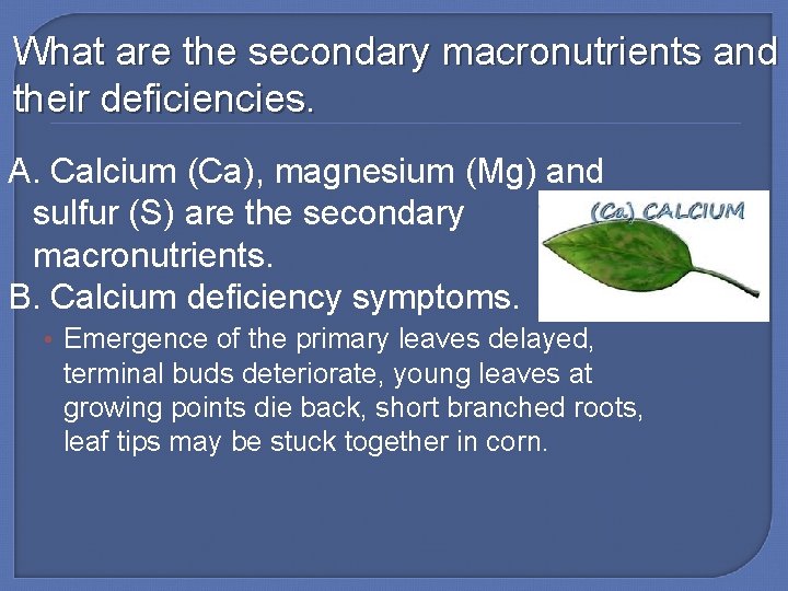 What are the secondary macronutrients and their deficiencies. A. Calcium (Ca), magnesium (Mg) and
