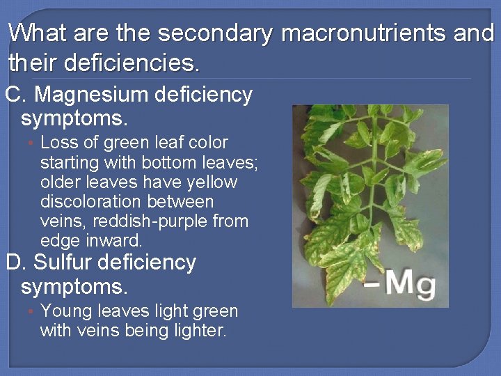 What are the secondary macronutrients and their deficiencies. C. Magnesium deficiency symptoms. • Loss