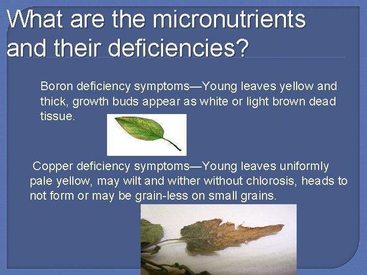 What are the micronutrients and their deficiencies? Boron deficiency symptoms—Young leaves yellow and thick,