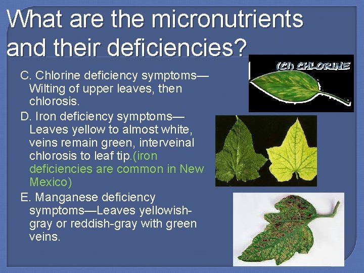 What are the micronutrients and their deficiencies? C. Chlorine deficiency symptoms— Wilting of upper