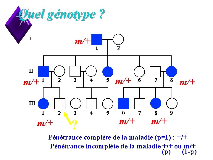 Quel génotype ? m/+ m/+ ? m/+ m/+ Pénétrance complète de la maladie (p=1)