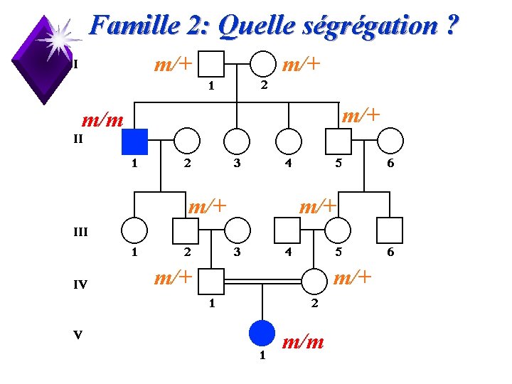 Famille 2: Quelle ségrégation ? m/+ m/+ m/m 18 
