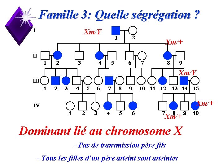 Famille 3: Quelle ségrégation ? Xm/Y Xm/+ Dominant lié au chromosome X - Pas