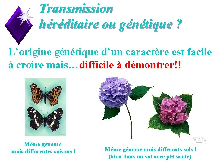 Transmission héréditaire ou génétique ? L’origine génétique d’un caractère est facile à croire mais…difficile