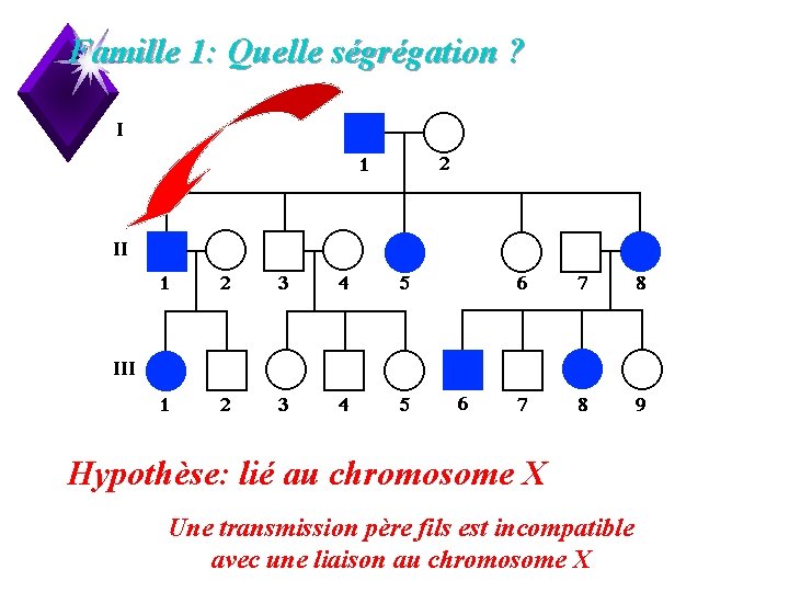 Famille 1: Quelle ségrégation ? Hypothèse: lié au chromosome X Une transmission père fils