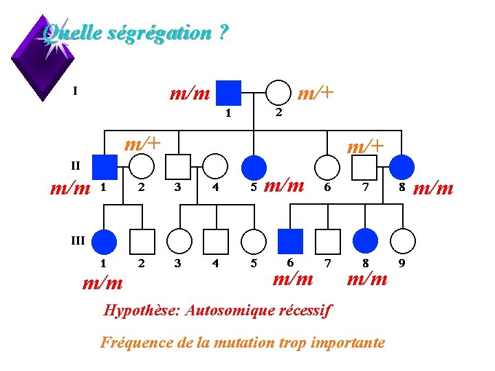 Quelle ségrégation ? m/m m/+ m/+ m/m m/m m/m Hypothèse: Autosomique récessif Fréquence de