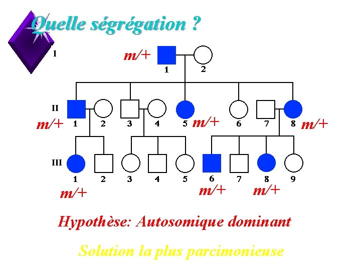 Quelle ségrégation ? m/+ m/+ Hypothèse: Autosomique dominant Solution la plus parcimonieuse 9 