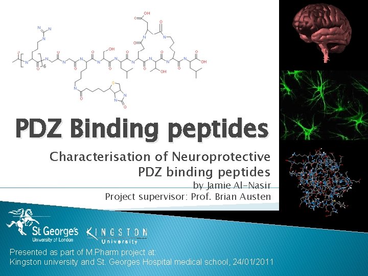 PDZ Binding peptides Characterisation of Neuroprotective PDZ binding peptides by Jamie Al-Nasir Project supervisor:
