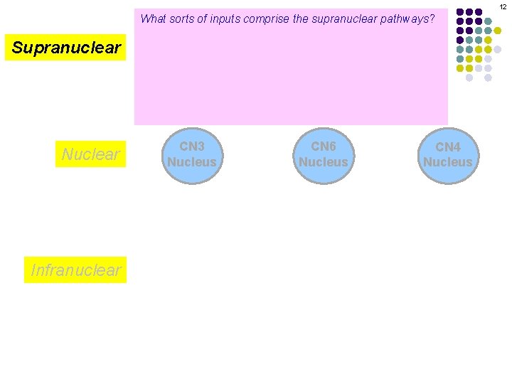 12 Supranuclear What sorts of inputs comprise the supranuclear pathways? Those from the cortex,