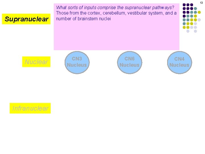 13 Supranuclear What sorts of inputs comprise the supranuclear pathways? Those from the cortex,