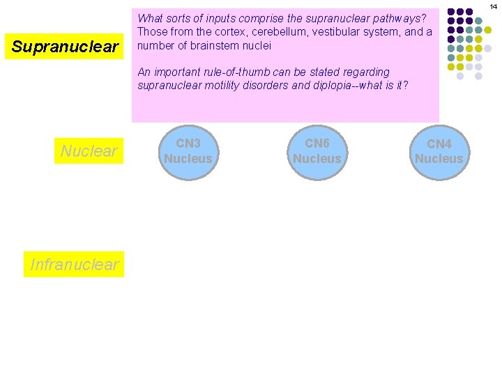 14 Supranuclear What sorts of inputs comprise the supranuclear pathways? Those from the cortex,