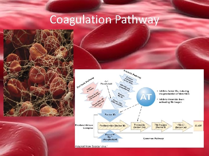 Coagulation Pathway 