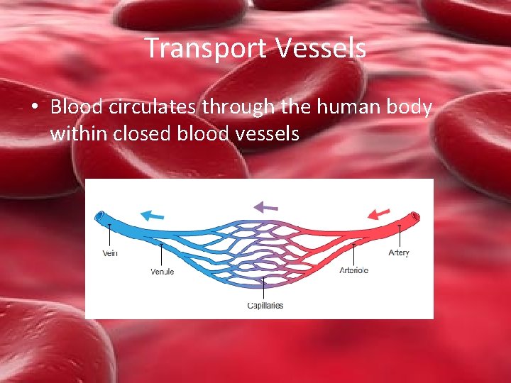 Transport Vessels • Blood circulates through the human body within closed blood vessels 