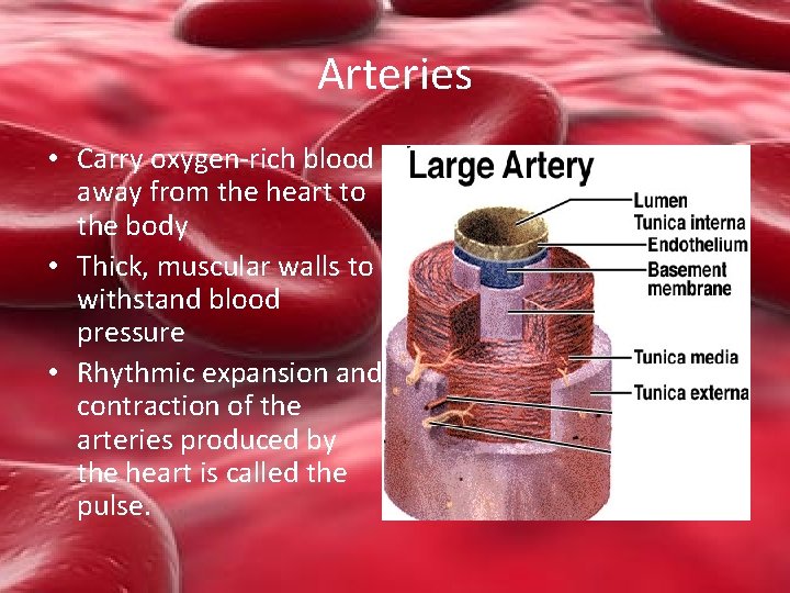 Arteries • Carry oxygen-rich blood away from the heart to the body • Thick,