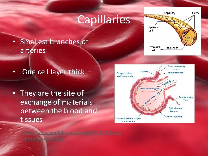 Capillaries • Smallest branches of arteries • One cell layer thick • They are