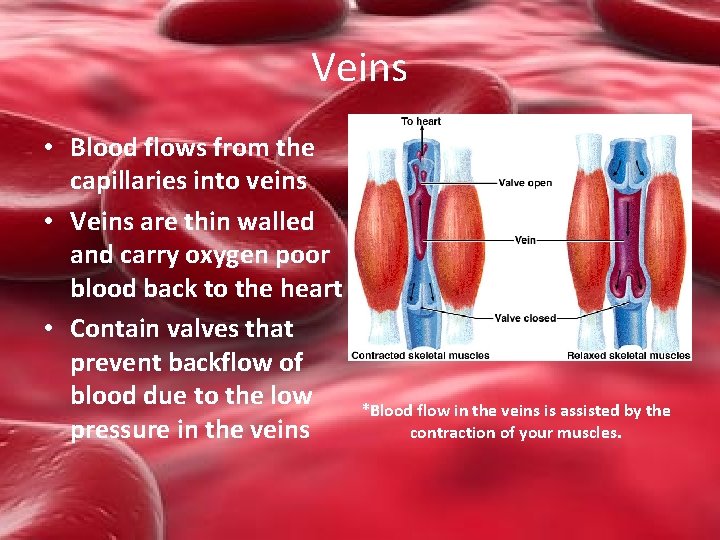 Veins • Blood flows from the capillaries into veins • Veins are thin walled