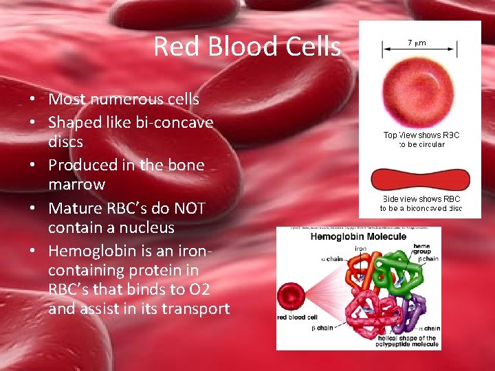 Red Blood Cells • Most numerous cells • Shaped like bi-concave discs • Produced