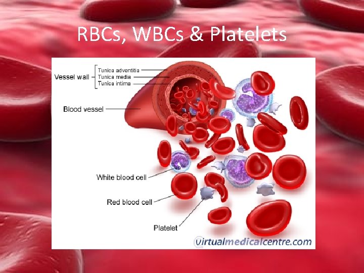 RBCs, WBCs & Platelets 