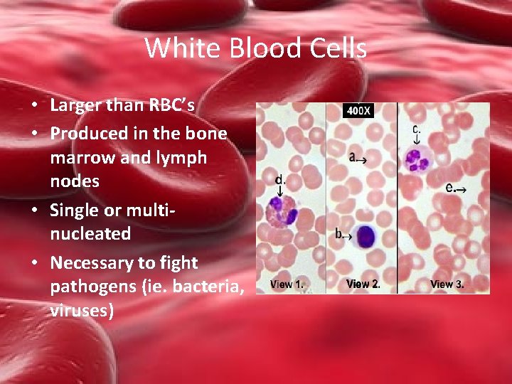 White Blood Cells • Larger than RBC’s • Produced in the bone marrow and