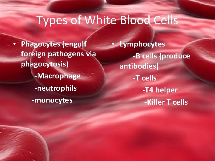 Types of White Blood Cells • Phagocytes (engulf foreign pathogens via phagocytosis) -Macrophage -neutrophils