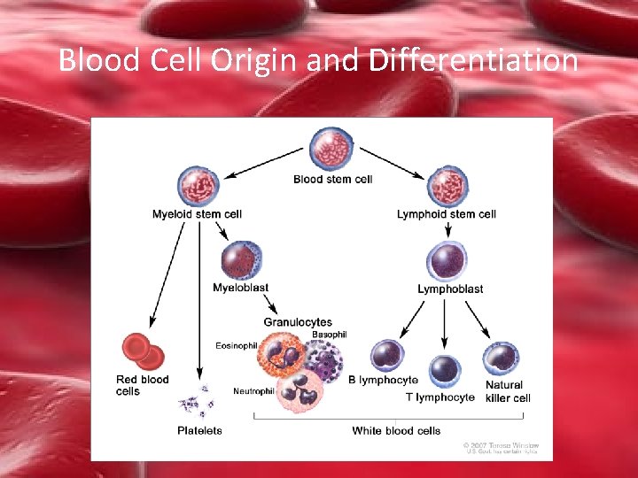 Blood Cell Origin and Differentiation 