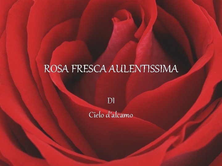 ROSA FRESCA AULENTISSIMA DI Cielo d’alcamo 