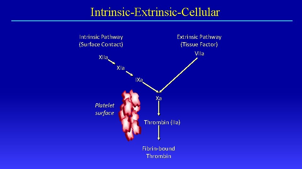 Intrinsic-Extrinsic-Cellular Intrinsic Pathway (Surface Contact) Extrinsic Pathway (Tissue Factor) VIIa XIa IXa Platelet surface