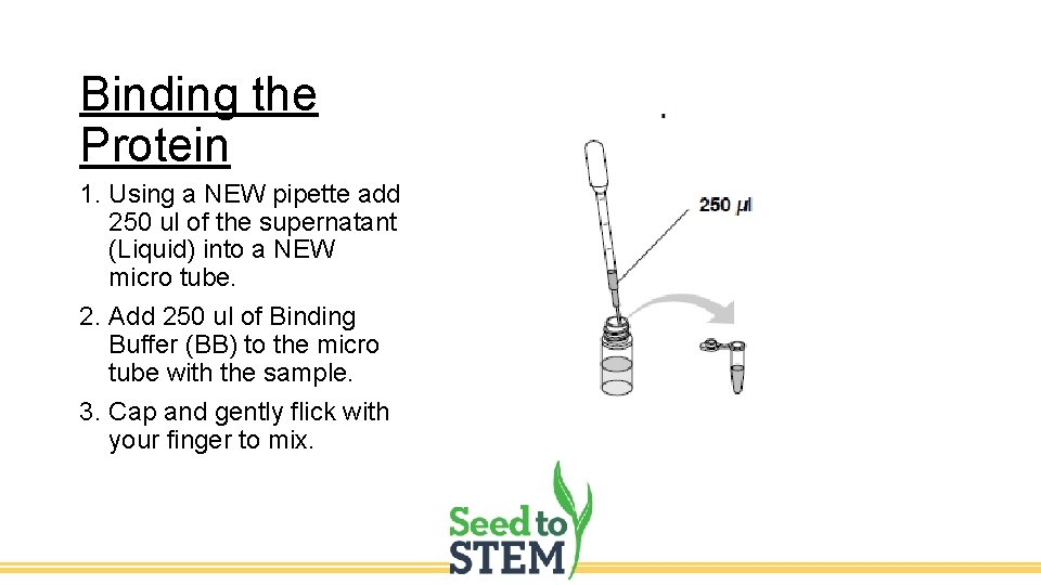 Binding the Protein 1. Using a NEW pipette add 250 ul of the supernatant