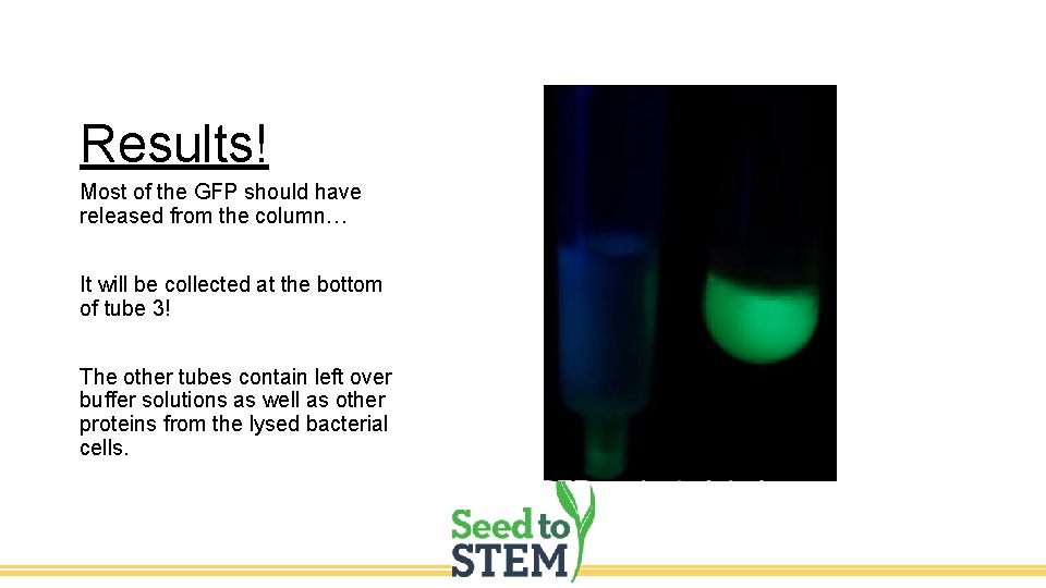 Results! Most of the GFP should have released from the column… It will be