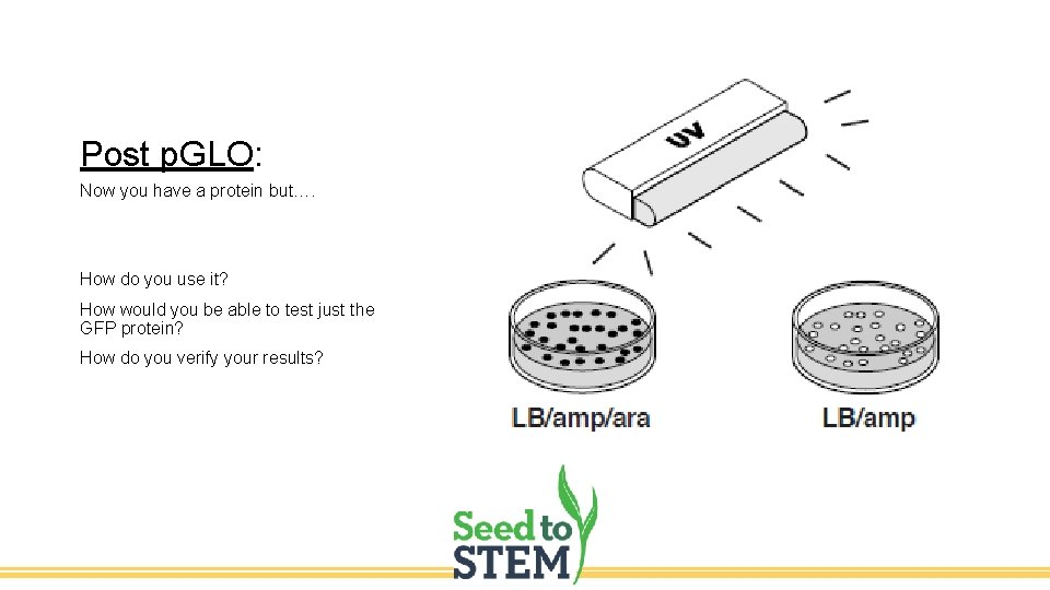 Post p. GLO: Now you have a protein but…. How do you use it?