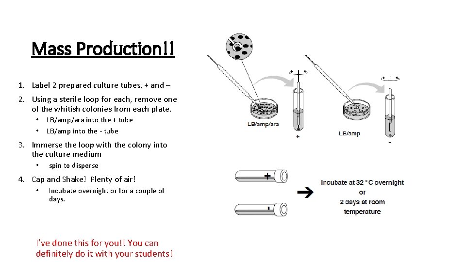 Mass Production!! 1. Label 2 prepared culture tubes, + and – 2. Using a