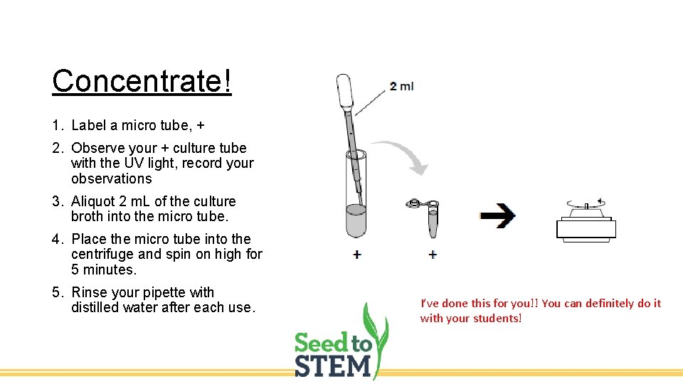 Concentrate! 1. Label a micro tube, + 2. Observe your + culture tube with