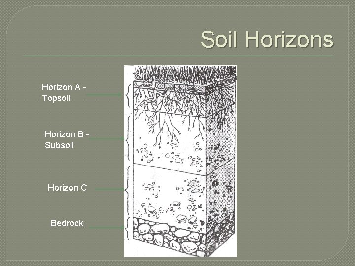 Soil Horizons Horizon A Topsoil Horizon B Subsoil Horizon C Bedrock 