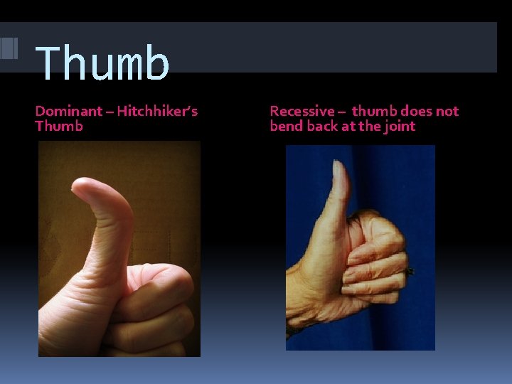 Thumb Dominant – Hitchhiker’s Thumb Recessive – thumb does not bend back at the