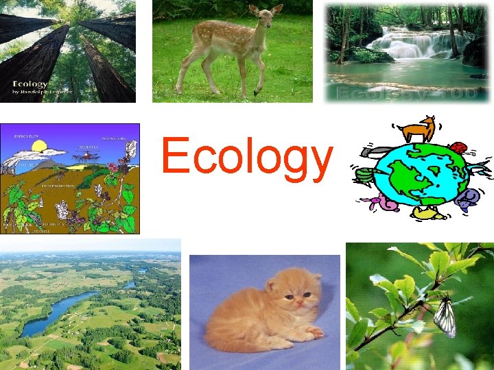 Ecology 