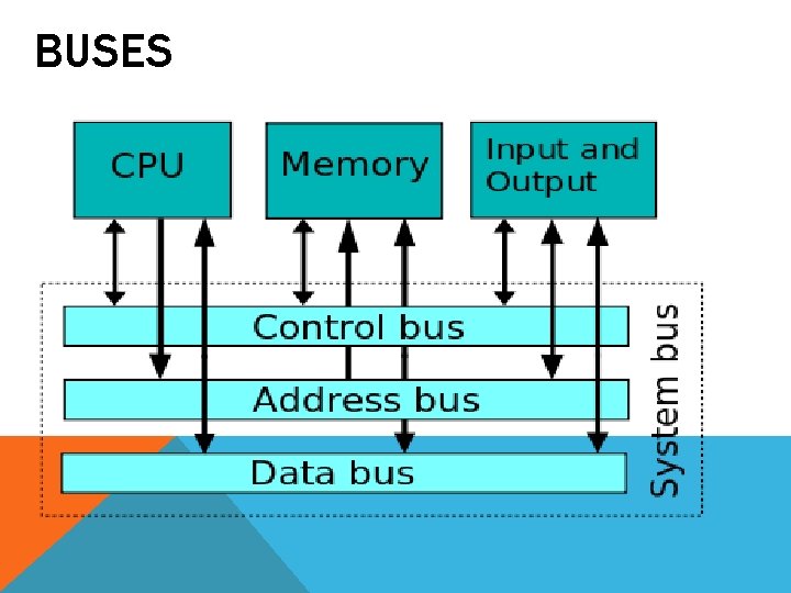 BUSES BUSES