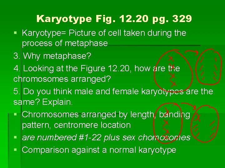 Karyotype Fig. 12. 20 pg. 329 § Karyotype= Picture of cell taken during the