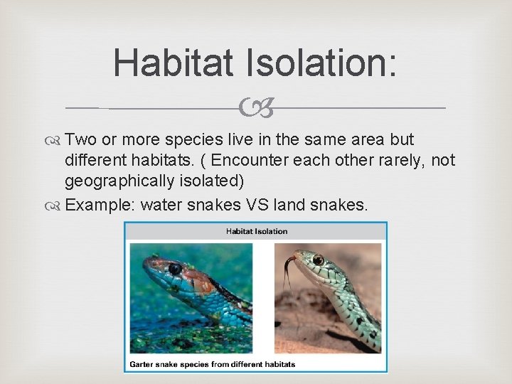 Habitat Isolation: Two or more species live in the same area but different habitats. Habitat Isolation: Two or more species live in the same area but different habitats.