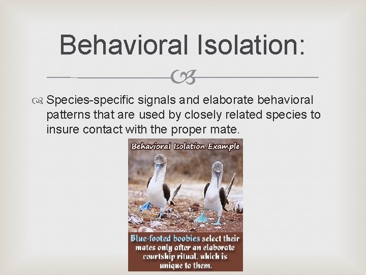Behavioral Isolation: Species-specific signals and elaborate behavioral patterns that are used by closely related Behavioral Isolation: Species-specific signals and elaborate behavioral patterns that are used by closely related