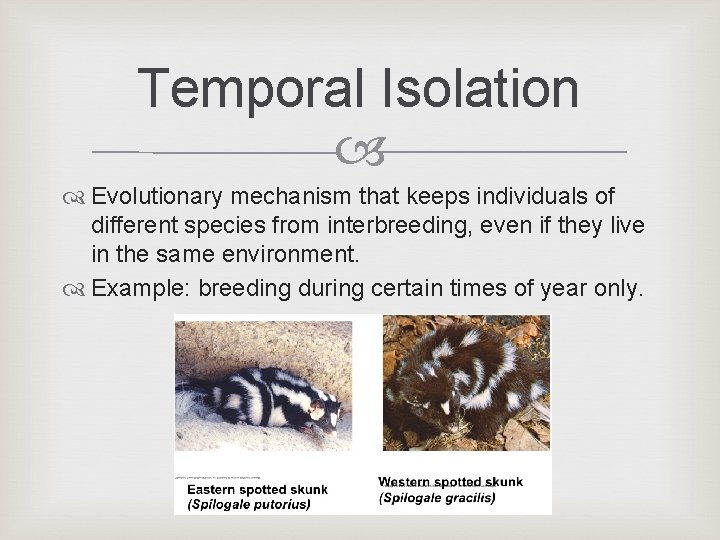 Temporal Isolation Evolutionary mechanism that keeps individuals of different species from interbreeding, even if Temporal Isolation Evolutionary mechanism that keeps individuals of different species from interbreeding, even if