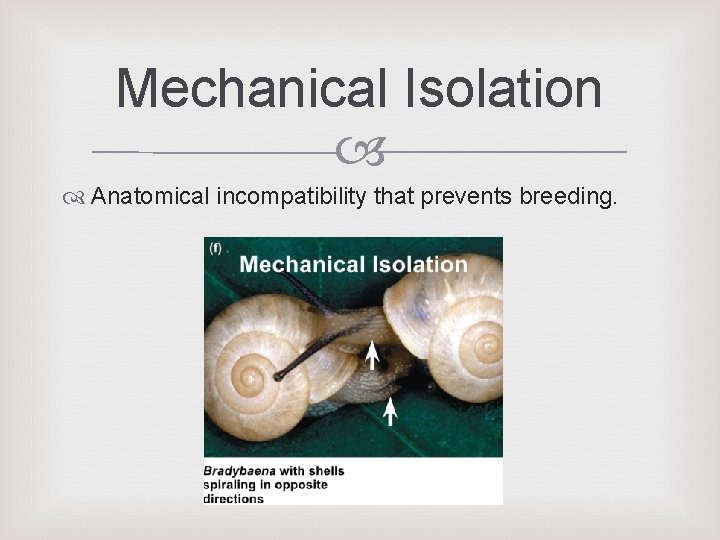 Mechanical Isolation Anatomical incompatibility that prevents breeding. Mechanical Isolation Anatomical incompatibility that prevents breeding.