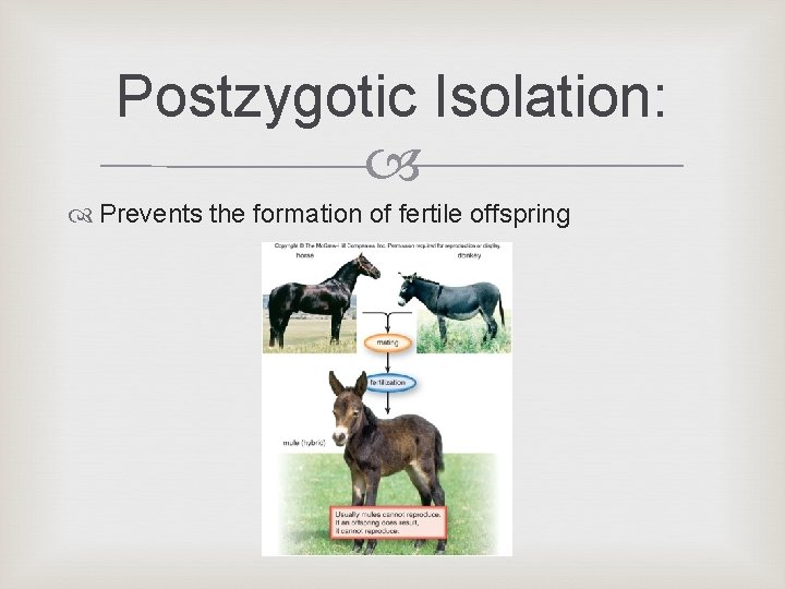 Postzygotic Isolation: Prevents the formation of fertile offspring Postzygotic Isolation: Prevents the formation of fertile offspring